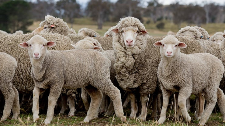 Premium Grass-fed Merino Lamb