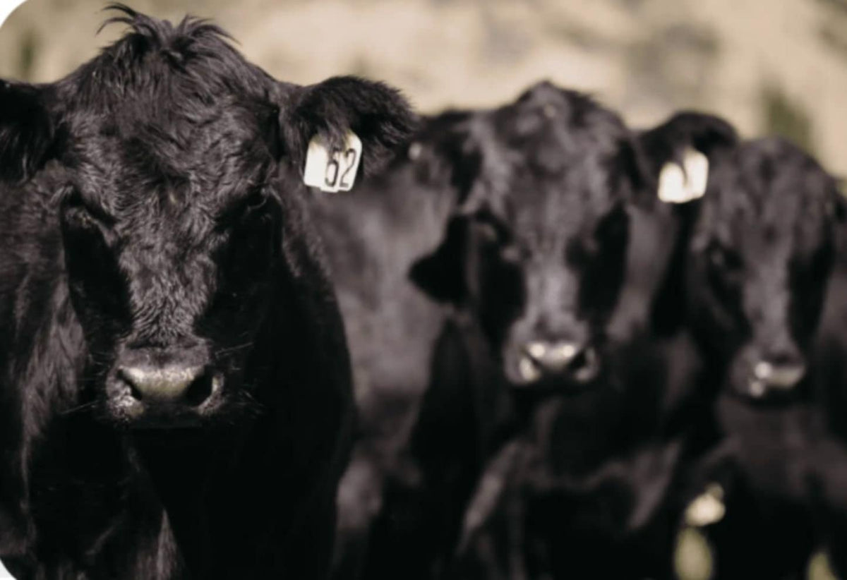 Angus Pure Mainland Pure