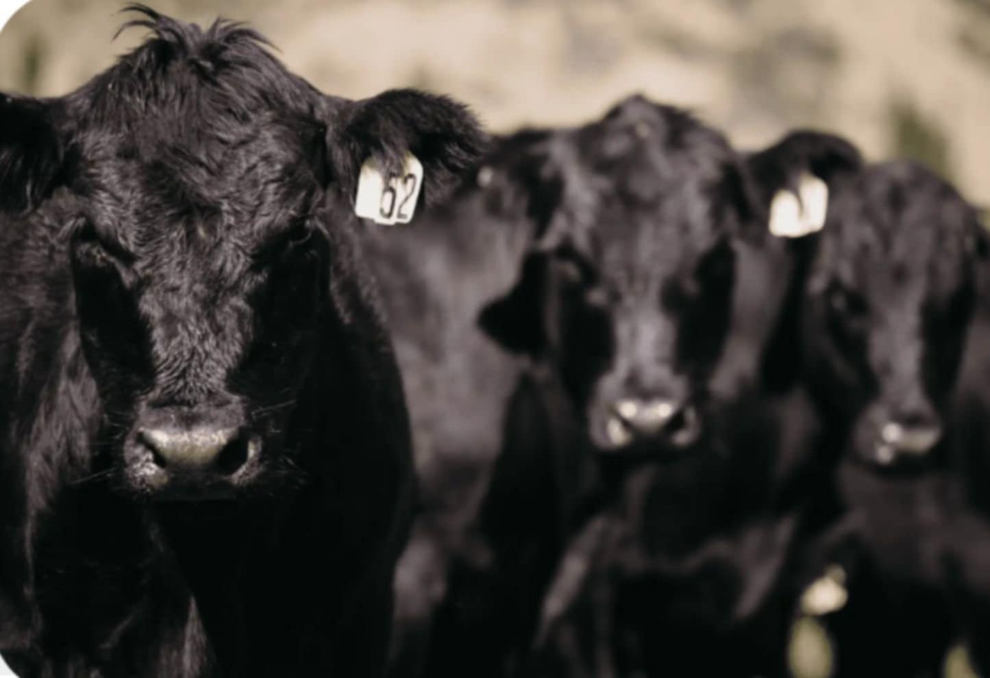 Premium Grass-Fed Angus Beef